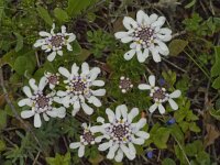 Iberis procumbens 10, Saxifraga-Jan van der Straaten