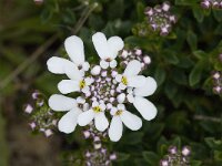 Iberis procumbens 11, Saxifraga-Willem van Kruijsbergen