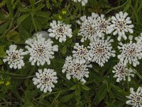 Iberis procumbens 12, Saxifraga-Jan van der Straaten