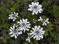 Iberis procumbens 13, Saxifraga-Willem van Kruijsbergen