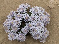 Iberis procumbens 19, Saxifraga-Willem van Kruijsbergen