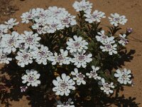 Iberis procumbens 2, Saxifraga-Jan van der Straaten