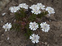 Iberis procumbens 21, Saxifraga-Willem van Kruijsbergen