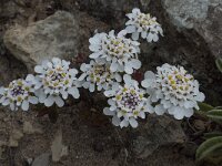 Iberis procumbens 22, Saxifraga-Willem van Kruijsbergen