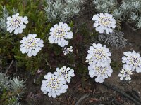 Iberis procumbens 23, Saxifraga-Willem van Kruijsbergen