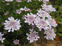 Iberis procumbens 26, Saxifraga-Ed Stikvoort