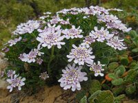 Iberis procumbens 28, Saxifraga-Ed Stikvoort