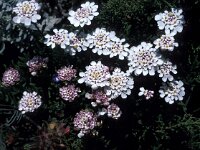 Iberis procumbens 3, Saxifraga-Jan van der Straaten