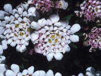 Iberis procumbens 4, Saxifraga-Jan van der Straaten