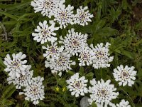 Iberis procumbens 5, Saxifraga-Willem van Kruijsbergen