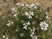 Iberis procumbens 6, Saxifraga-Jan van der Straaten