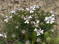 Iberis procumbens 7, Saxifraga-Willem van Kruijsbergen