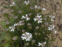 Iberis procumbens 9, Saxifraga-Willem van Kruijsbergen