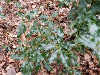 Ilex aquifolium 17, Hulst, Saxifraga-Rutger Barendse