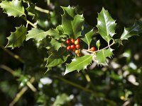 Ilex aquifolium 22, Hulst, Saxifraga-Jan Nijendijk