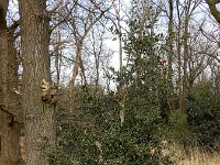 Ilex aquifolium 30, Hulst, Saxifraga-Ed Stikvoort : Kampina