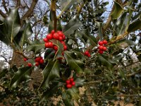 Ilex aquifolium 31, Hulst, Saxifraga-Ed Stikvoort : Kampina