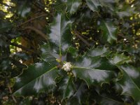 Ilex aquifolium 33, Hulst, Saxifraga-Ed Stikvoort