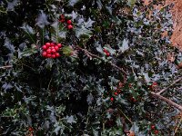 Ilex aquifolium 34, Hulst, Saxifraga-Ed Stikvoort