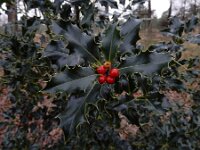 Ilex aquifolium 36, Hulst, Saxifraga-Ed Stikvoort : Kampina