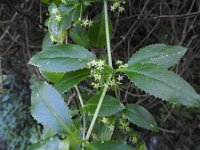 Ilex canariensis