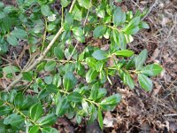 Ilex crenata 1, Japanse hulst, Saxifraga-Rutger Barendse