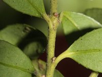 Ilex crenata 6, Japanse hulst, Saxifraga-Rutger Barendse