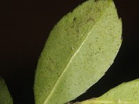 Ilex crenata 7, Japanse hulst, Saxifraga-Rutger Barendse