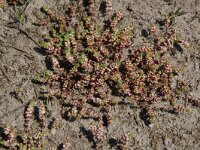 Illecebrum verticillatum, Coral Necklace