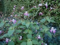 Impatiens balfourii 11, Tweekleurig springzaad, Saxifraga-Jelle van Dijk