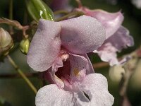 Impatiens glandulifera, Himalayan Balsam