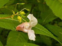 Impatiens glandulifera 22, Reuzenbalsemien, Saxifraga-Ab H Baas