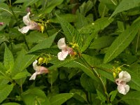 Impatiens glandulifera 25, Reuzenbalsemien, Saxifraga-Ab H Baas