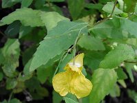 Impatiens noli-tangere, Touch-me-not