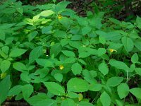 Impatiens noli-tangere 12, Groot springzaad, Saxifraga-Ed Stikvoort
