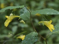 Impatiens noli-tangere 19, Groot springzaad, Saxifraga-Willem van Kruijsbergen