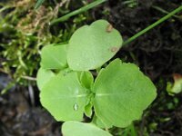 Impatiens noli-tangere 3, Groot springzaad, Saxifraga-Rutger Barendse