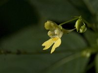 Impatiens parviflora, Small-flowered Touch-me-not