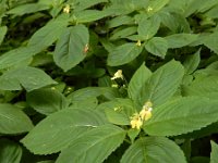 Impatiens parviflora 19, Klein springzaad, Saxifraga-Ed Stikvoort