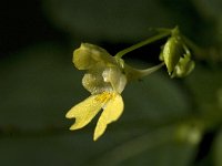 Impatiens parviflora 2, Klein springzaad, Saxifraga-Jan van der Straaten