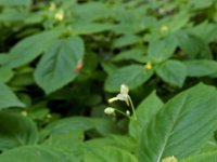 Impatiens parviflora 20, Klein springzaad, Saxifraga-Ed Stikvoort