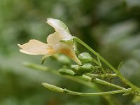 Impatiens parviflora 4, Klein springzaad, Saxifraga-Ab H Baas