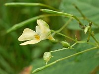 Impatiens parviflora 5, Klein springzaad, Saxifraga-Ab H Baas