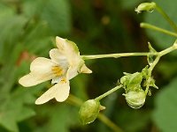 Impatiens parviflora 6, Klein springzaad, Saxifraga-Ab H Baas