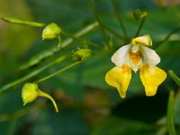 Impatiens parviflora 8, Klein springzaad, Saxifraga-Ab H Baas