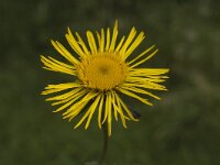 Inula britannica, Yellow Starwort