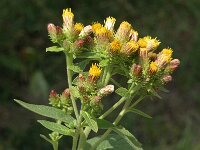 Inula conyzae, Ploughmans Spikenard