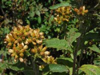 Inula conyzae 10, Donderkruid, Saxifraga-Ed Stikvoort