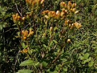 Inula conyzae 16, Donderkruid, Saxifraga-Ed Stikvoort