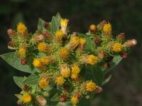 Inula conyzae 2, Donderkruid, Saxifraga-Jan van der Straaten